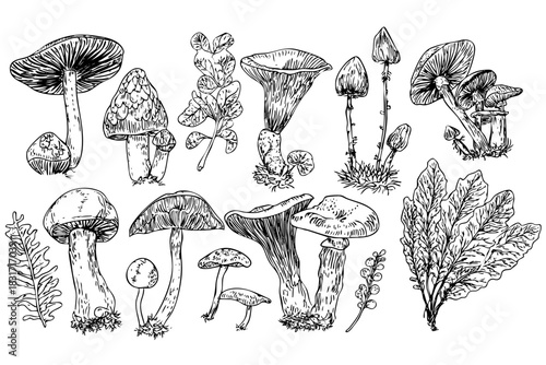 Fungus collection featuring various types of mushrooms vector set isolated on white background vector illustration for botanical art