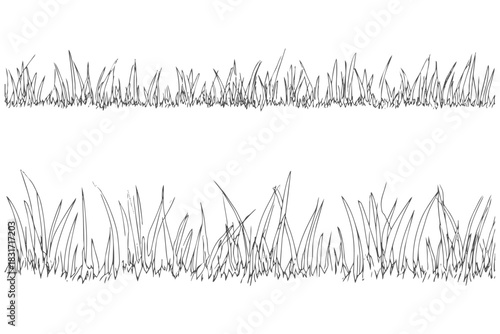 Grass vector illustration drawing botanical plant nature ground foliage green. Plant green leaf botanical drawing nature foliage vector.