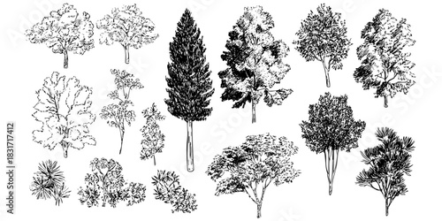 Varied tree species from different species in hand drawn illustration. Black and white trees composition of forest diverse foliage sketch art.