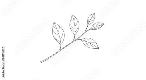 A delicate pencil sketch of a slender botanical branch with multiple leaves along a gently curved stem in a minimalist natural study.