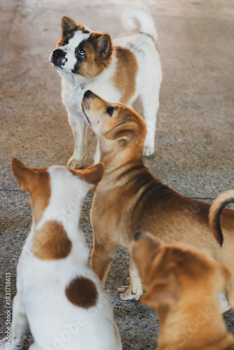 Photography Cute homeless dogs with sweet looking eyes playing in temple at Thailand
