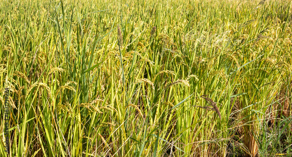 Obraz premium Golden rice paddy field landscape swaying over sunset day time.
