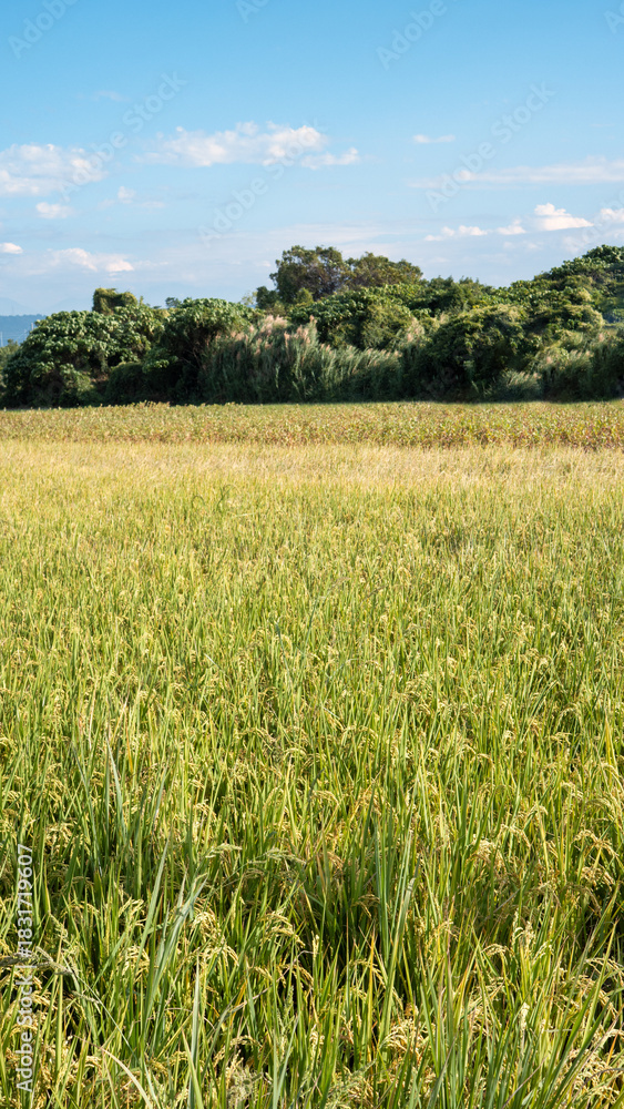 Obraz premium Golden rice paddy field landscape swaying over sunset day time.