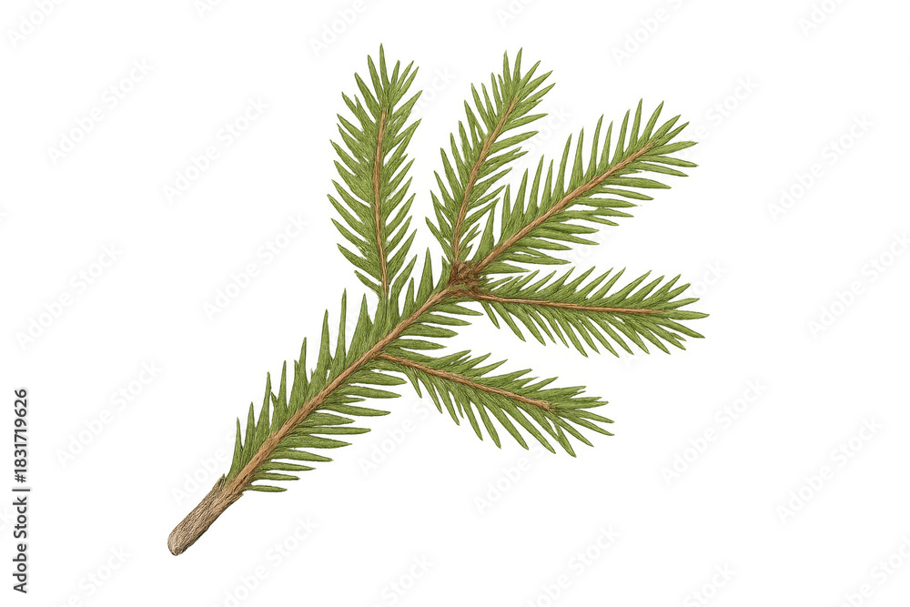 Naklejka premium Spruce fir branch with needles, transparent background
