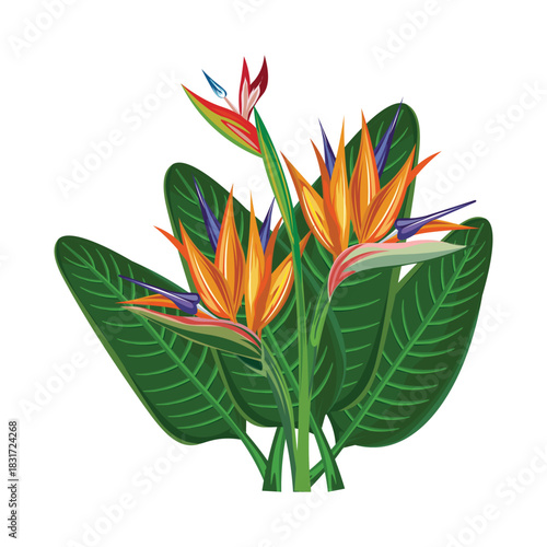 Bird of paradise flower illustration
