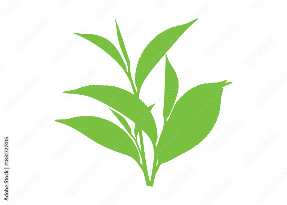 Fototapeta premium Collection of green tea leaves isolated on a white surface 