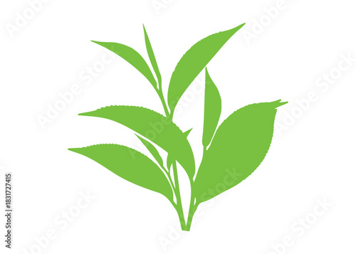 Collection of green tea leaves isolated on a white surface
