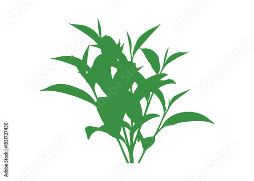 A bunch of green tea leaves set against a white background

