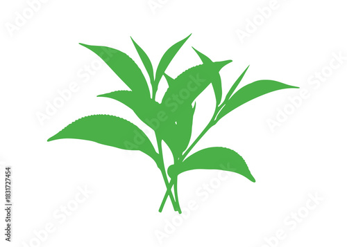  green tea leaves on a white backdrop