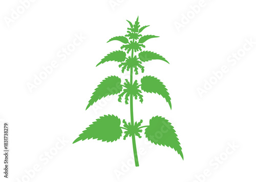 Nettle wildflower isolated on a white background, this botanical illustration of Urtica dioica is hand-drawn. Perfect for tea packaging, organic cosmetics, natural medicine, or greeting cards.

