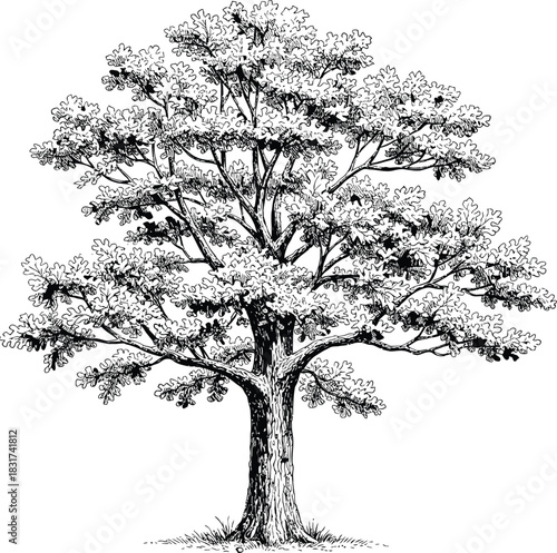 Vector silhouette set of bare black trees and branches for nature, winter, and autumn season design illustration