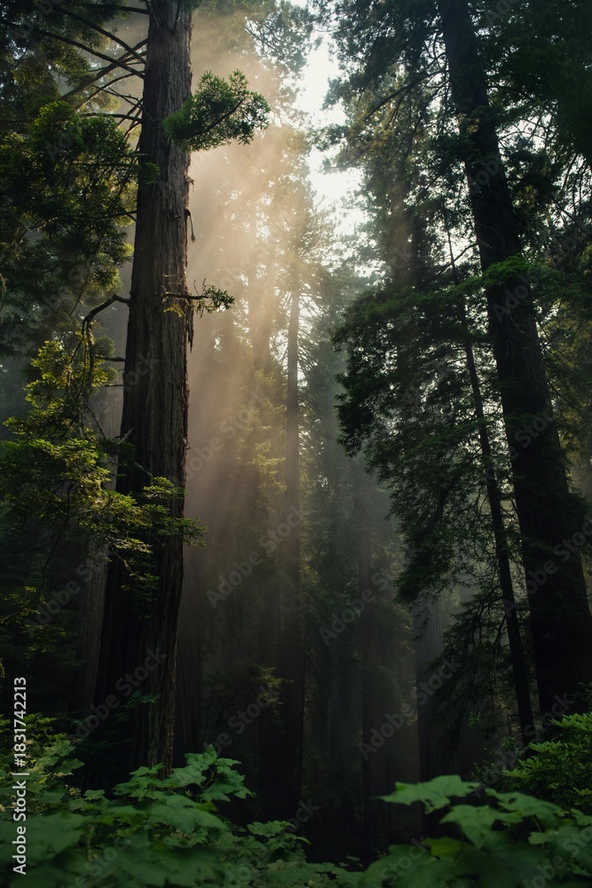 Naklejka premium The condition of the forest is extraordinary