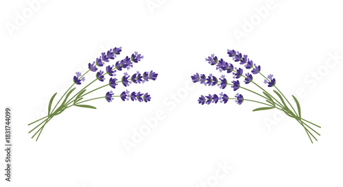 Two beautiful and delicate bouquets of purple lavender flowers with green stems isolated on a clean white background illustration.