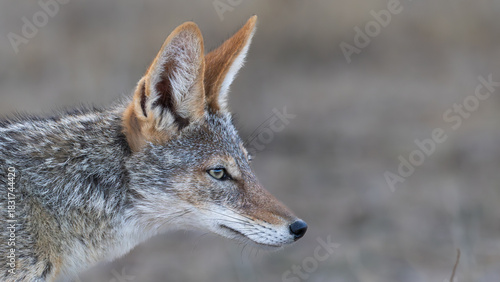 Close-up portrait of Black-backed jackal (Rooijakkals) (Lupulella mesomelas) near Okaukuejo in the Etosha National Park, Namibia