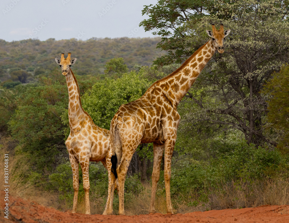 Obraz premium Beautiful scenes on the Namibia Wildlife Resorts game drive in Waterberg Plateau National Park, Namibia