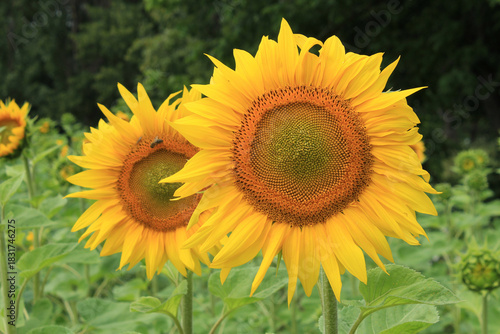Fototapeta Naklejka Na Ścianę i Meble -  an unusual beautiful flower in a summer park