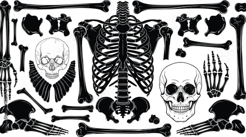 Spooky Human Skeleton and Assorted Bone Parts Collection, Skulls, Rib Cage, Limbs, and Vertebrae, Black and White Medical Anatomy Vector Art, Halloween Horror Graphic Elements, Isolated Set.