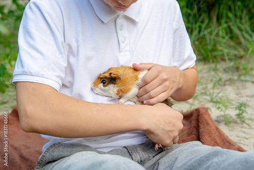 A child gently holds a tri-colored guinea pig outdoors, showcasing the bond between pet and owner. Perfect for themes of animal care, childhood, and domestic pets.