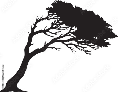 Silhouette of a windswept tree standing strong against nature's forces