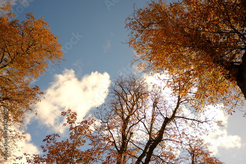 Wallpaper Mural Gand, Belgique Torontodigital.ca