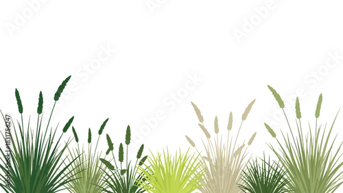 Diverse Grasses and Reeds Growing in a Field under a White Sky