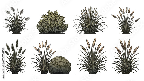 A diverse collection of isolated ornamental grasses and shrubs, detailed botanical illustrations for landscape design and garden architecture
