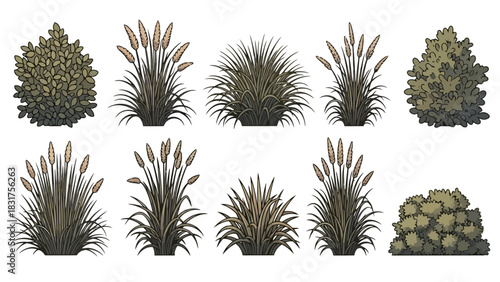 Collection of various types of ornamental grasses and shrubs