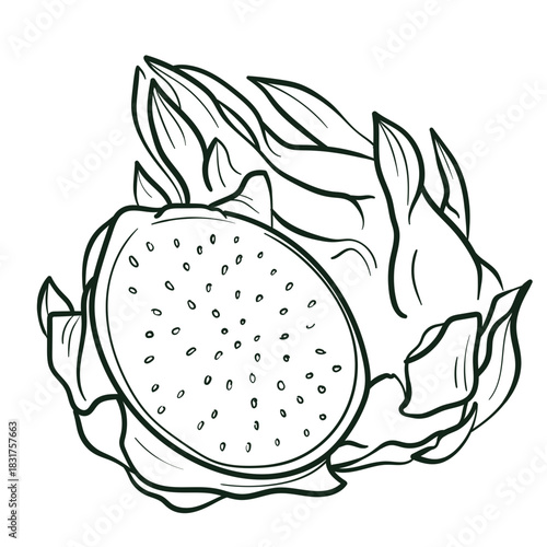 Hand Drawn Dragonfruit⁠
