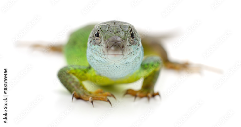 Fototapeta premium Green lizard isolated on white background