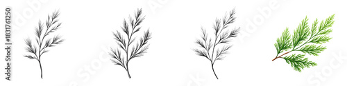 Cedar Branch Variations: Drawing, Sketch, Color Illustration