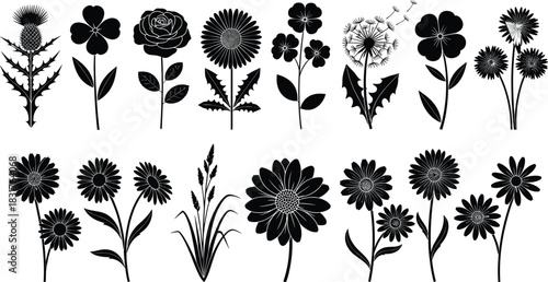 Black silhouette vector set of various wildflowers, weeds, and grass, including thistle, clover, and dandelion, isolated on white background, nature floral collection.