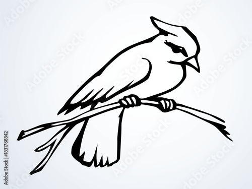 Vector drawing. Bird on white sky backdrop.