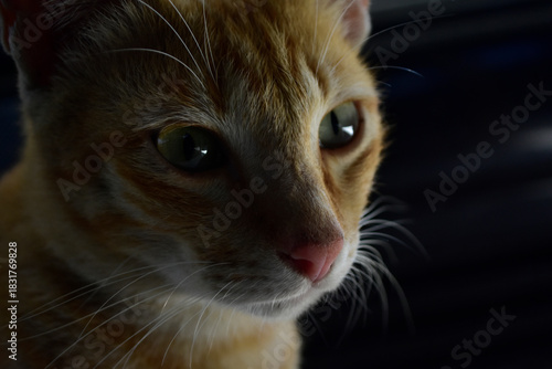 Cat looking at camera, normal cat photography