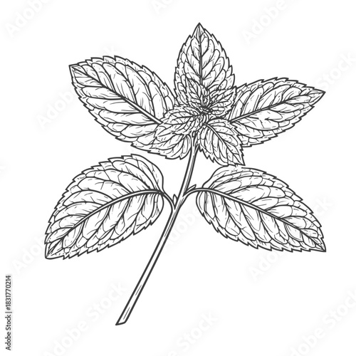 A sprig of mint with leaves, a black and white sketch. Vector illustration. Medicinal and cosmetic herbs, a, isolated on a white background.