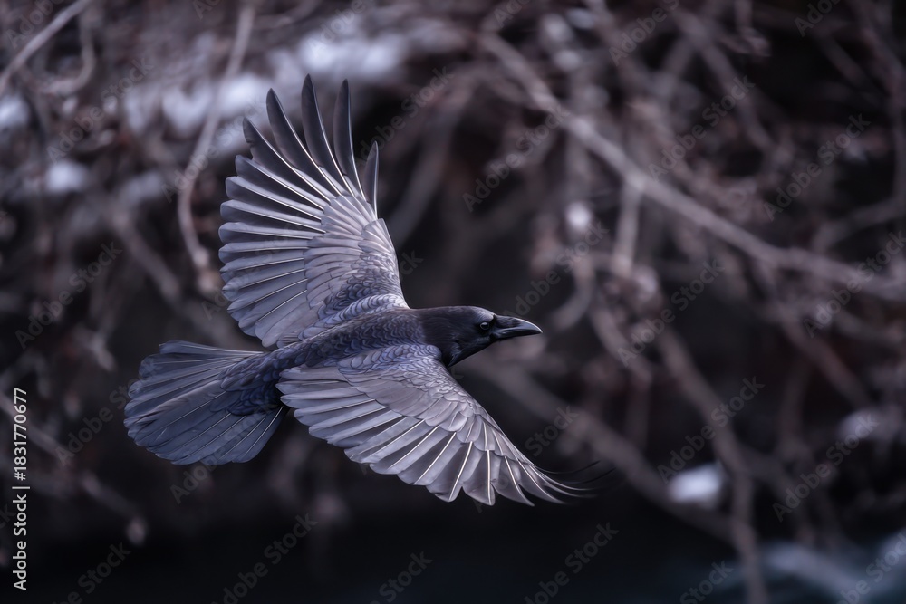 Naklejka premium Raven in Flight Over Winter Landscape