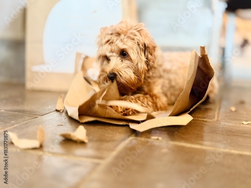 Mischievous Puppy Lying on a Torn Cardboard Bag