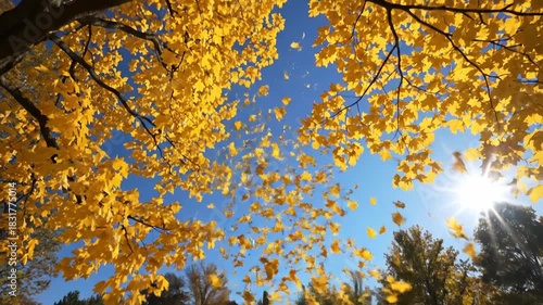 Golden tree canopy against blue sky sunlight