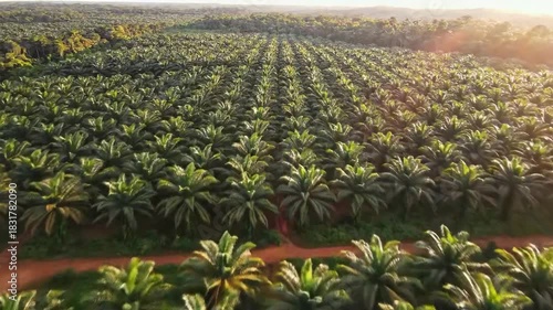 Expansive agricultural plantation with rows of green tropical palm trees under soft sunlight