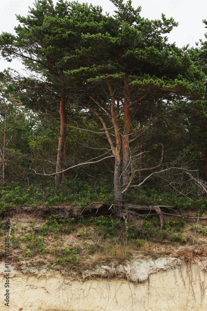 Fototapeta premium An old pine tree on a coastal slope, where the Baltic Sea has gradually washed away the soil over the years, exposing the tree's roots. A powerful natural scene with dramatic seaside scenery