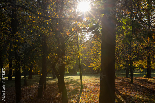 yellow leaves on tall maple trees in sunny weather in the autumn season, beautiful tall yellow maple trees with bright sunlight illuminating the yellowing trees behind