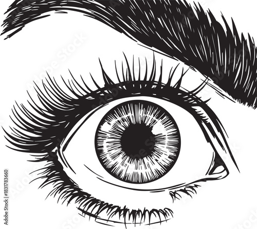 Human eye vector silhouette in black and white style with detailed iris, lashes, brow and expressive anatomical line art