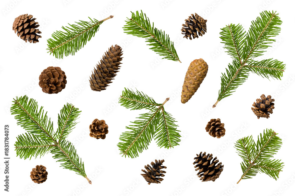 Fototapeta premium Collection of green fir tree, pine or spruce branches and pine cones isolated on a transparent background, PNG. High resolution. Natural evergreen elements for Christmas and winter decoration.