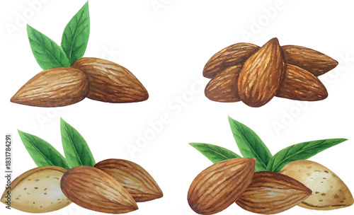 Vector almond nut banner group. White background. For your design