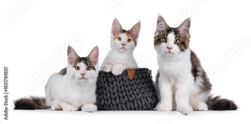 Three Maine Coon cat kittens laying and sitting beside one another, on a row, middle one in a basket. Looking straight to camera. Isolated on a white background