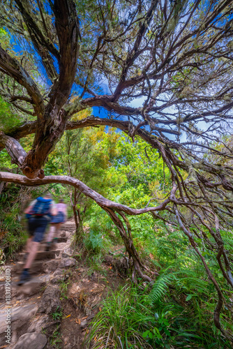 Levada das 24 Fontes, Levada do Risco, Mountain Footpath, Irrigation Channel Maintenance Trail, Madeira, Portugal