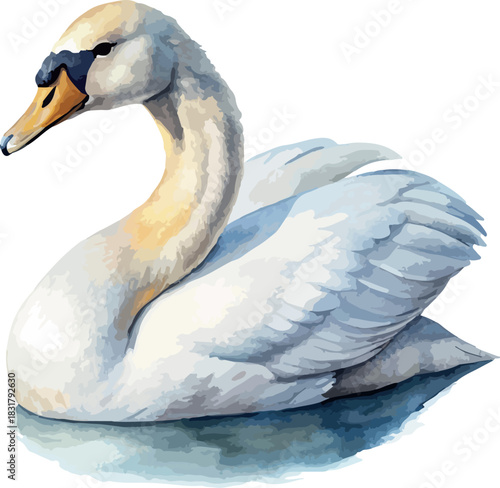 White Swan Bird Vector Classic Watercolor Illustration