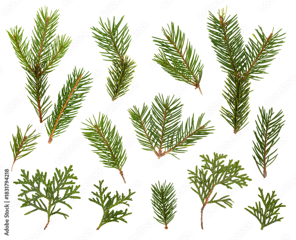 Fototapeta premium PNG set of green branches of fir, pine, fir, and thuja isolated on transparent background, illustration for Merry Christmas and New Year holiday cards