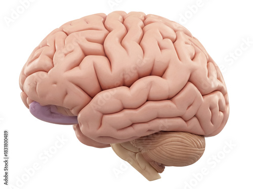 Human brain anatomical model isolated PNG, detailed cerebrum and cerebellum structure on transparent background for medical education and science