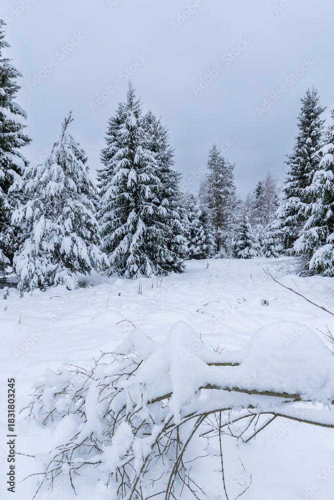 Fototapeta premium Snow covered spruce forest in winter, Svaty Kriz, Slovakia