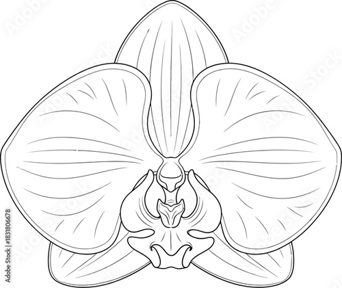 Elegant orchid flower illustration with delicate lines and soft pastel colors